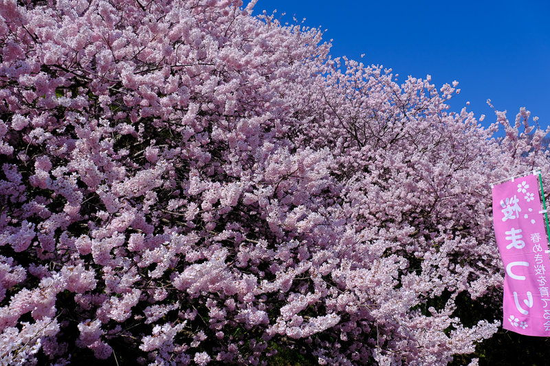 20190314_ハラネ春めき桜_8