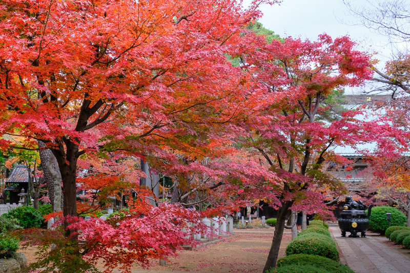 20181205_豪徳寺紅葉_1