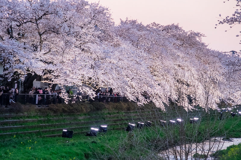 桜 18 野川の桜ライトアップ18 調布市 Hana39