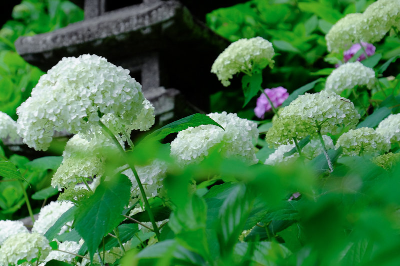 20170618_長谷寺アジサイ_4