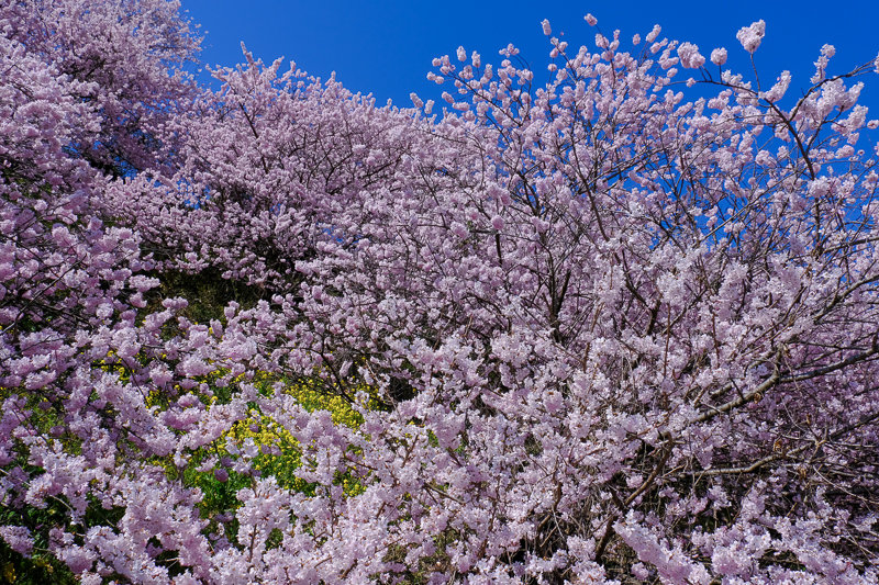 20190314_ハラネ春めき桜_12