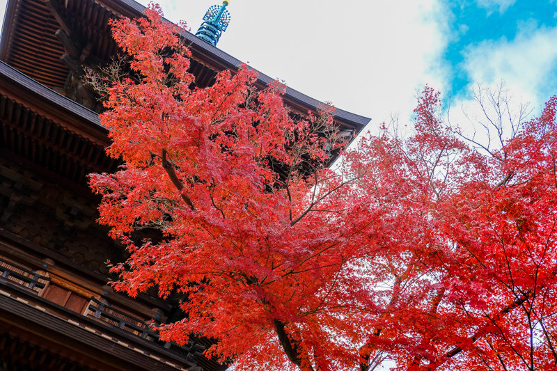 20181205_豪徳寺紅葉_13