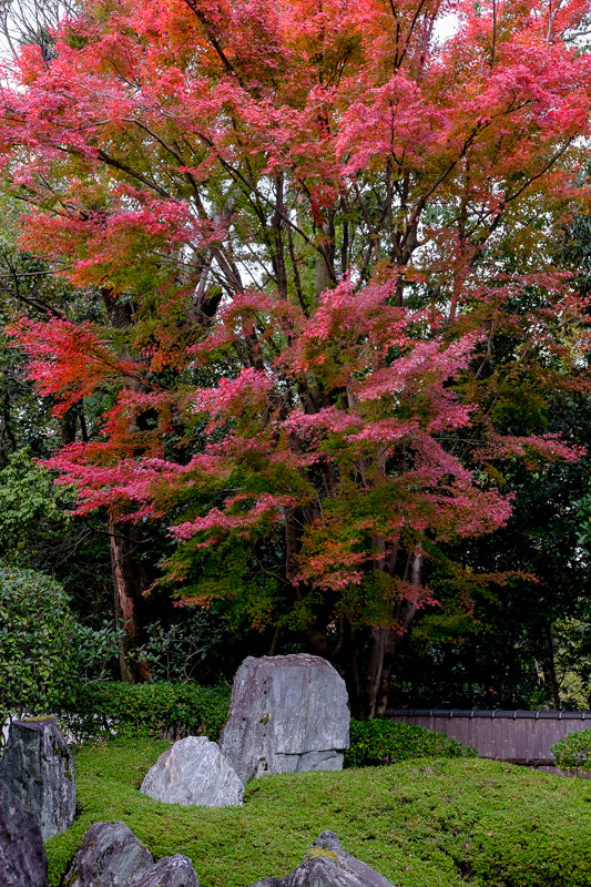 20181121_泉涌寺_3