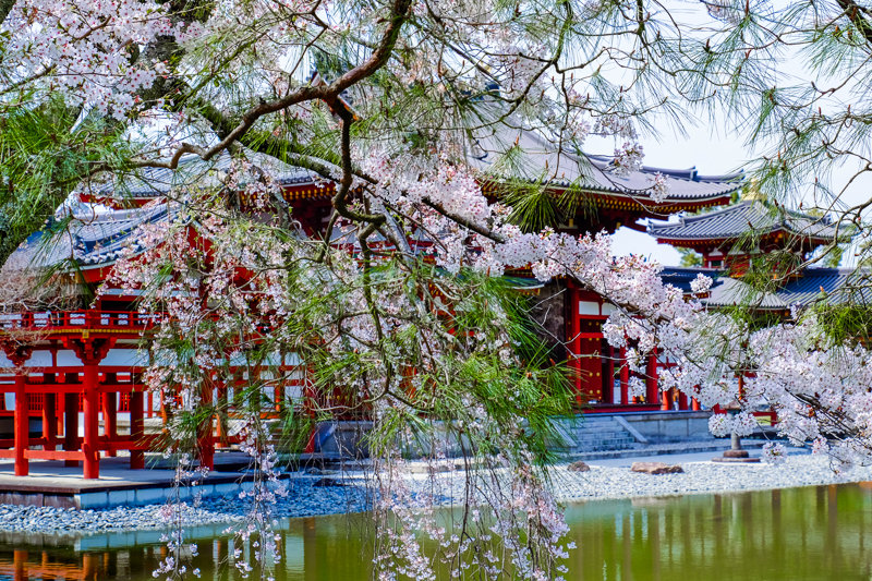 20180401_平等院_5