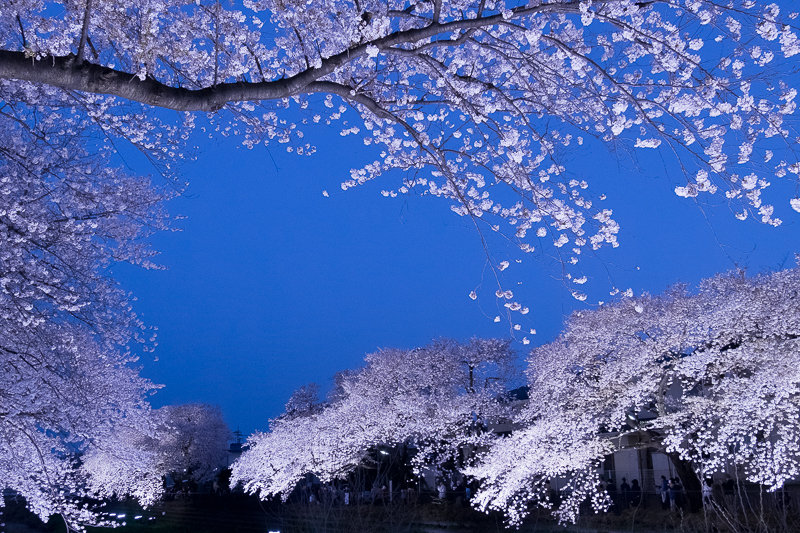 桜 18 野川の桜ライトアップ18 調布市 Hana39 桜 18 野川の桜ライトアップ18 調布市 Hana39