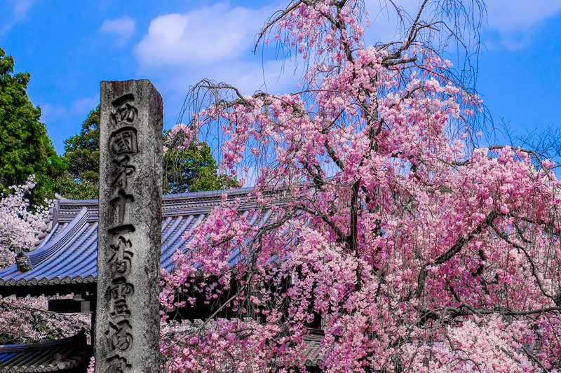 20180401_平等院_11