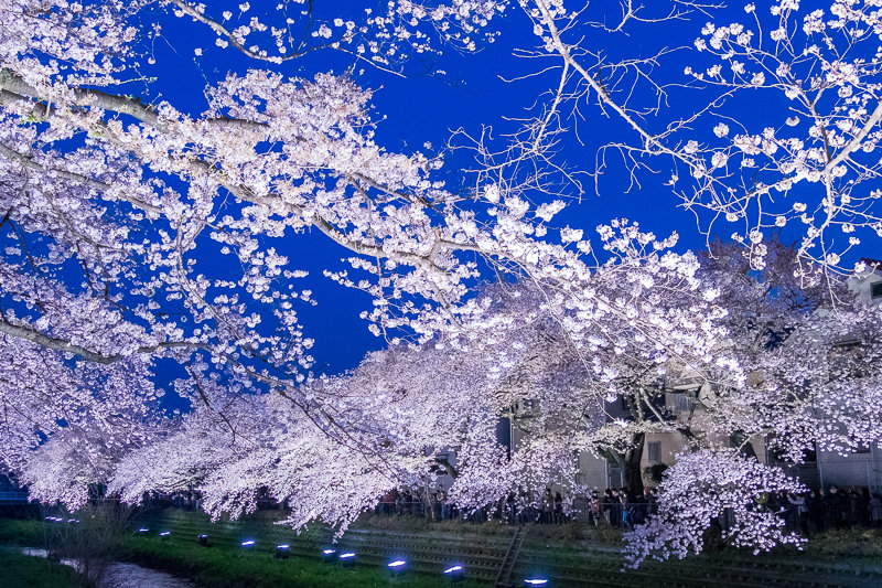 桜 18 野川の桜ライトアップ18 調布市 Hana39 桜 18 野川の桜ライトアップ18 調布市 Hana39