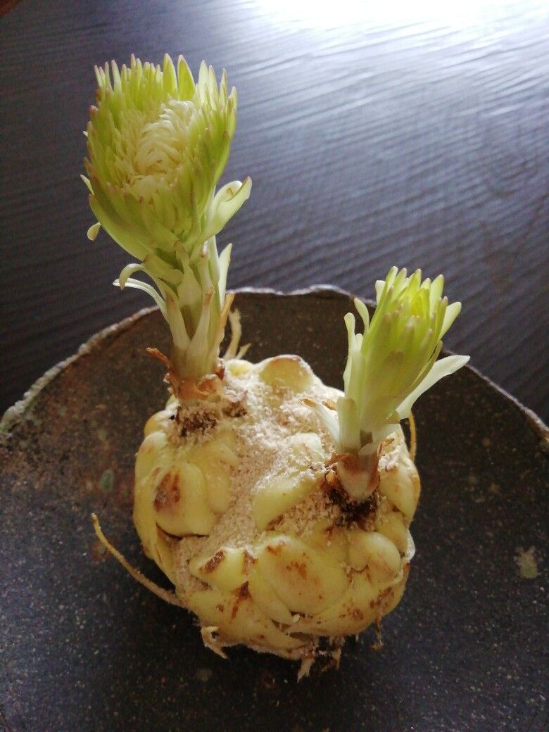 ゆり根に花が咲きました 布花たちのおしゃべり アトリエ花葉菜