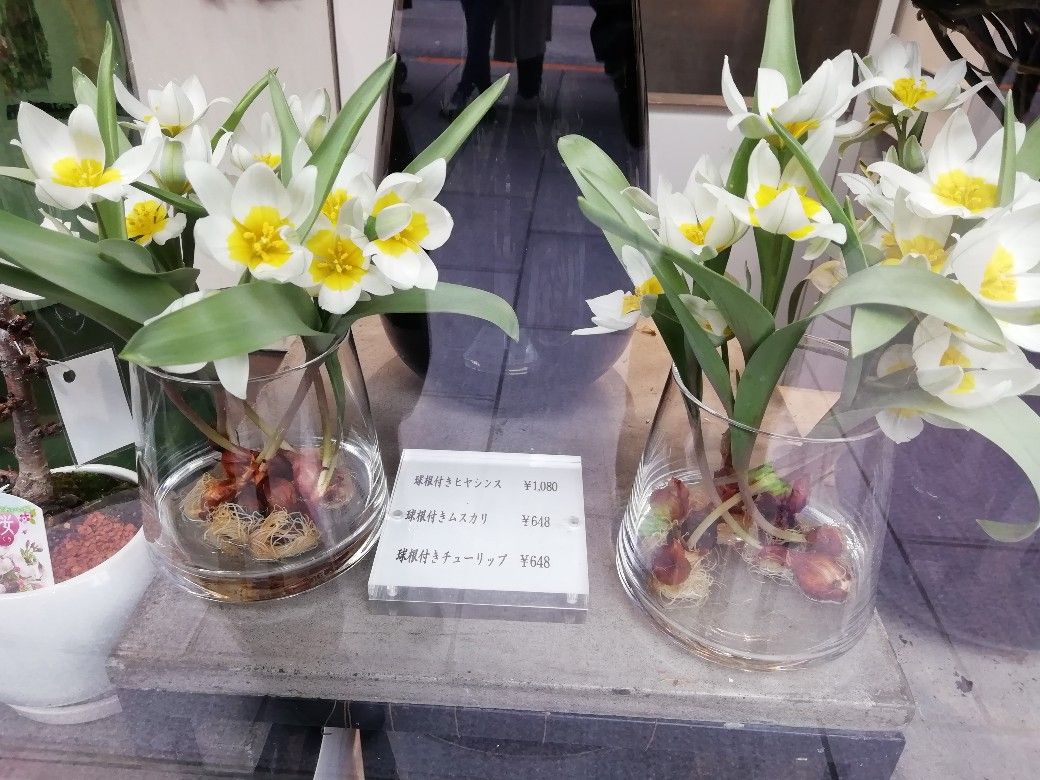 球根付きのチューリップ 布花たちのおしゃべり アトリエ花葉菜 球根付きのチューリップ 布花たちのおしゃべり アトリエ花葉菜
