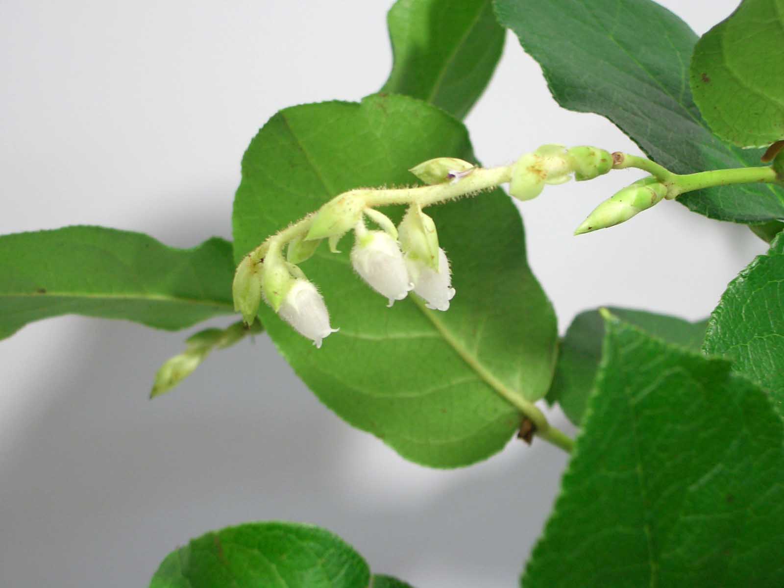 初めてみたレモンリーフの花 花屋さんのつぶやき 初めてみたレモンリーフの花 花屋さんのつぶやき