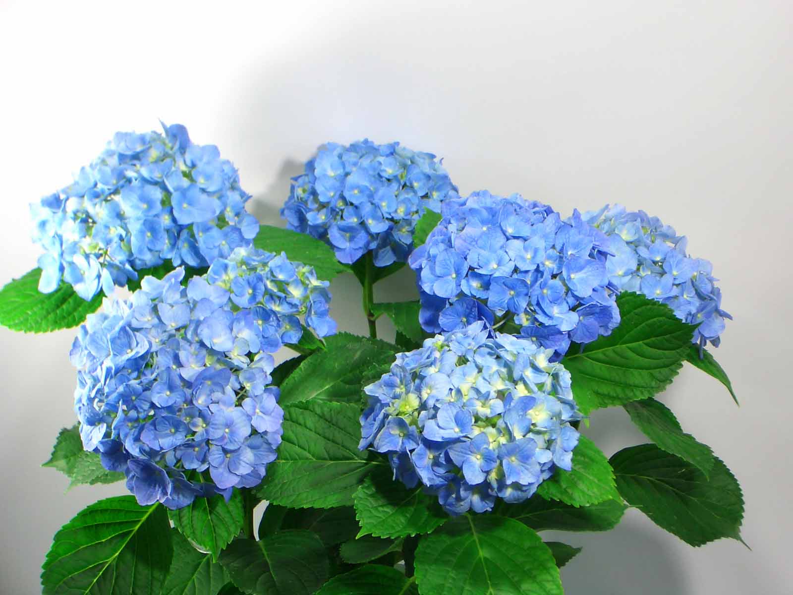 アジサイ 花屋さんのつぶやき アジサイ 花屋さんのつぶやき