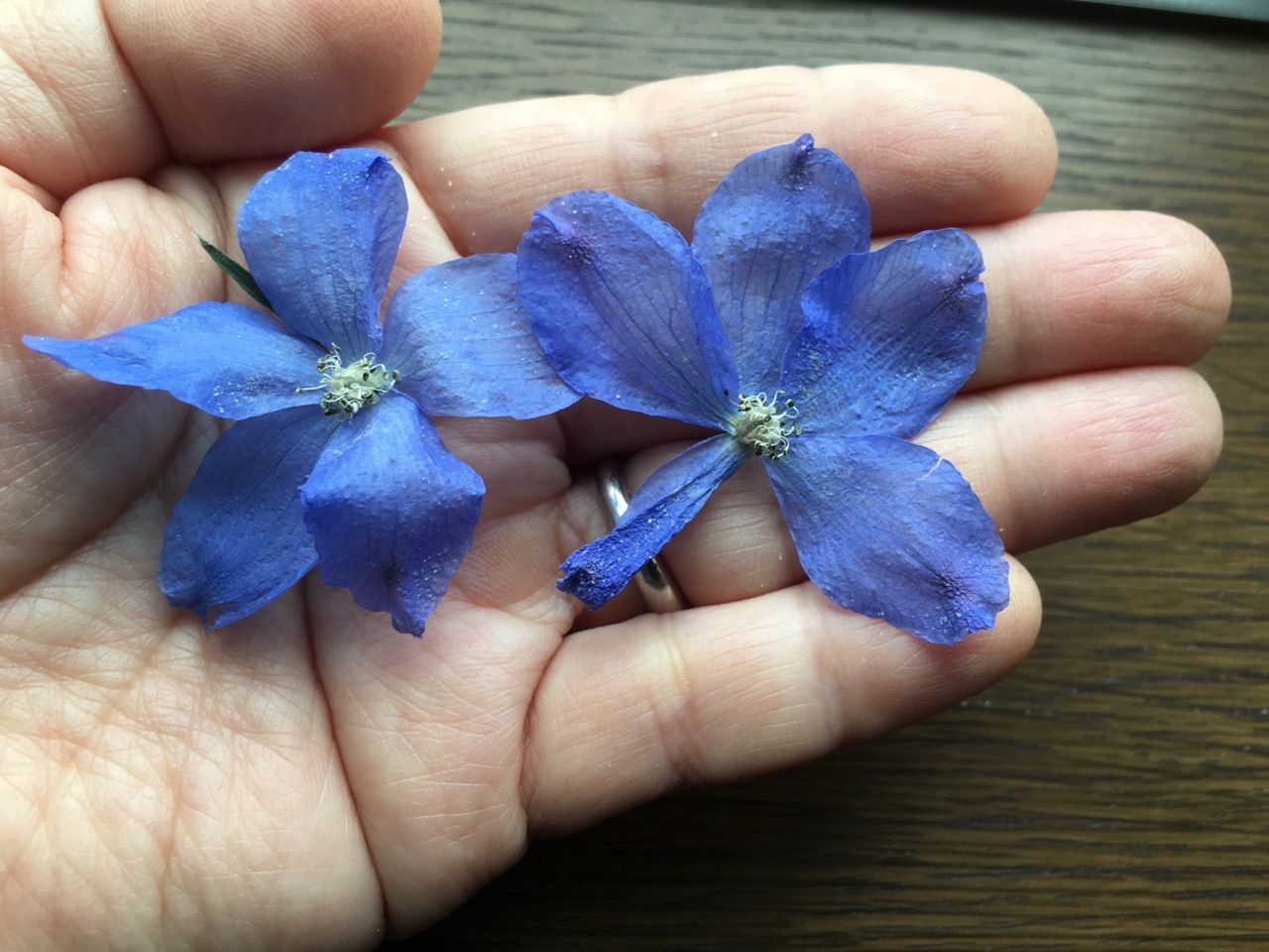 原色ドライフラワー作り チューリップとデルフィニウム アトリエ花あそび ブログ