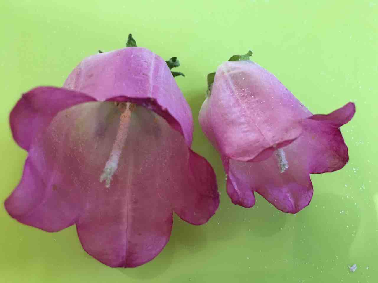 原色ドライフラワー作り カンパニュラなど アトリエ花あそび ブログ 原色ドライフラワー作り カンパニュラなど アトリエ花あそび ブログ