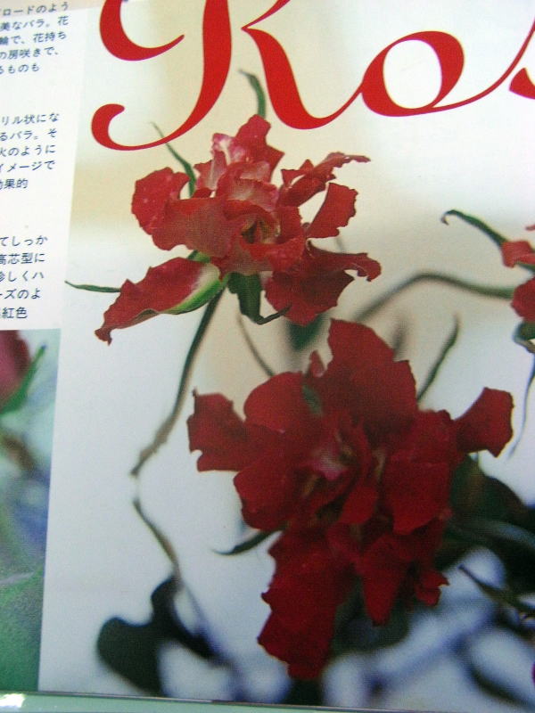 魅惑の薔薇アンダルシア2制作 花小屋日記 魅惑の薔薇アンダルシア2制作 花小屋日記