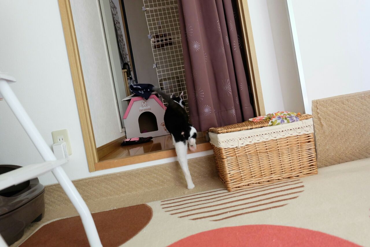 猫と一人暮らし。 : はなちゃんと愉快な仲間たち