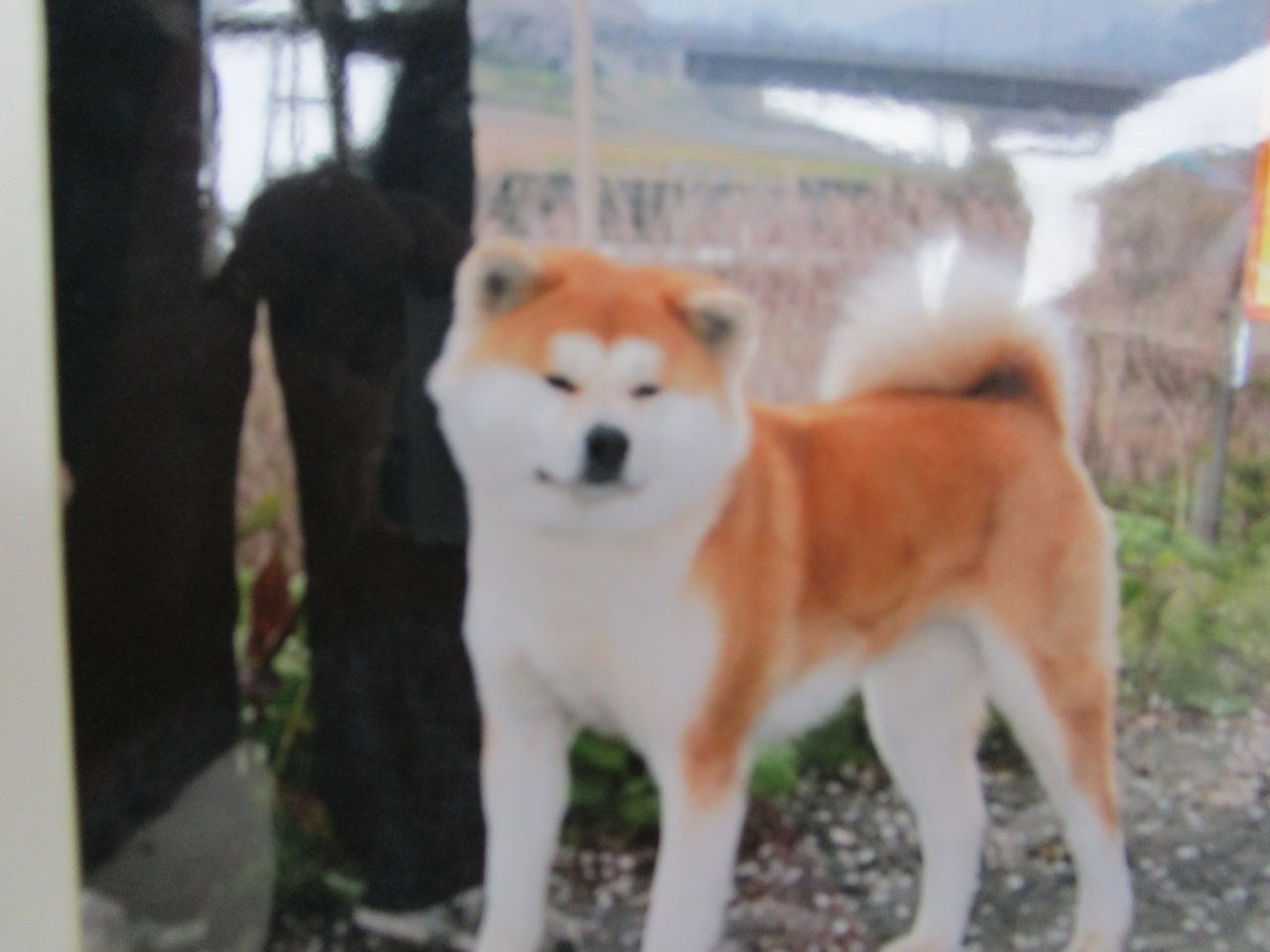 我が家の秋田犬まどか 犬虎日記 我が家の秋田犬まどか 犬虎日記