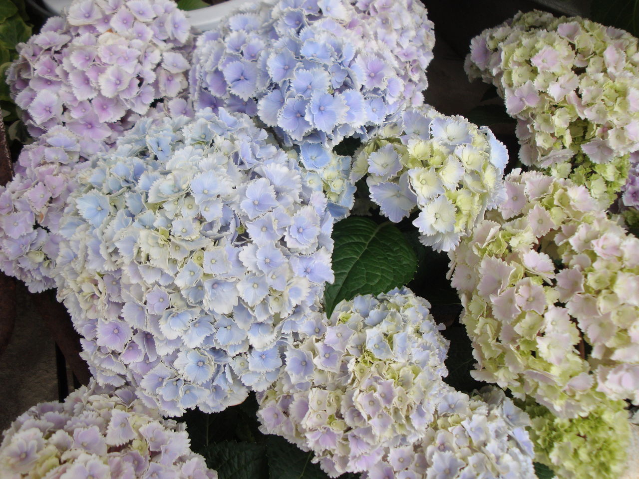 紫陽花 あじさい アジサイ Hana Hiyo 紫陽花 あじさい アジサイ Hana Hiyo