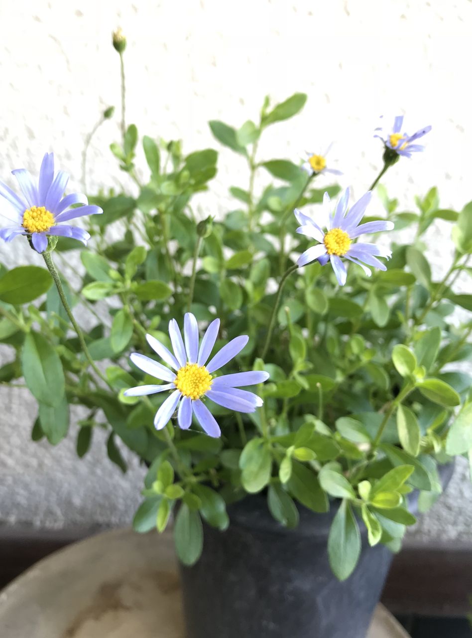 ブルーデージー オレガノ ケントビューティ 裏庭 切り花ガーデニング 目指せ 仏花の自家栽培