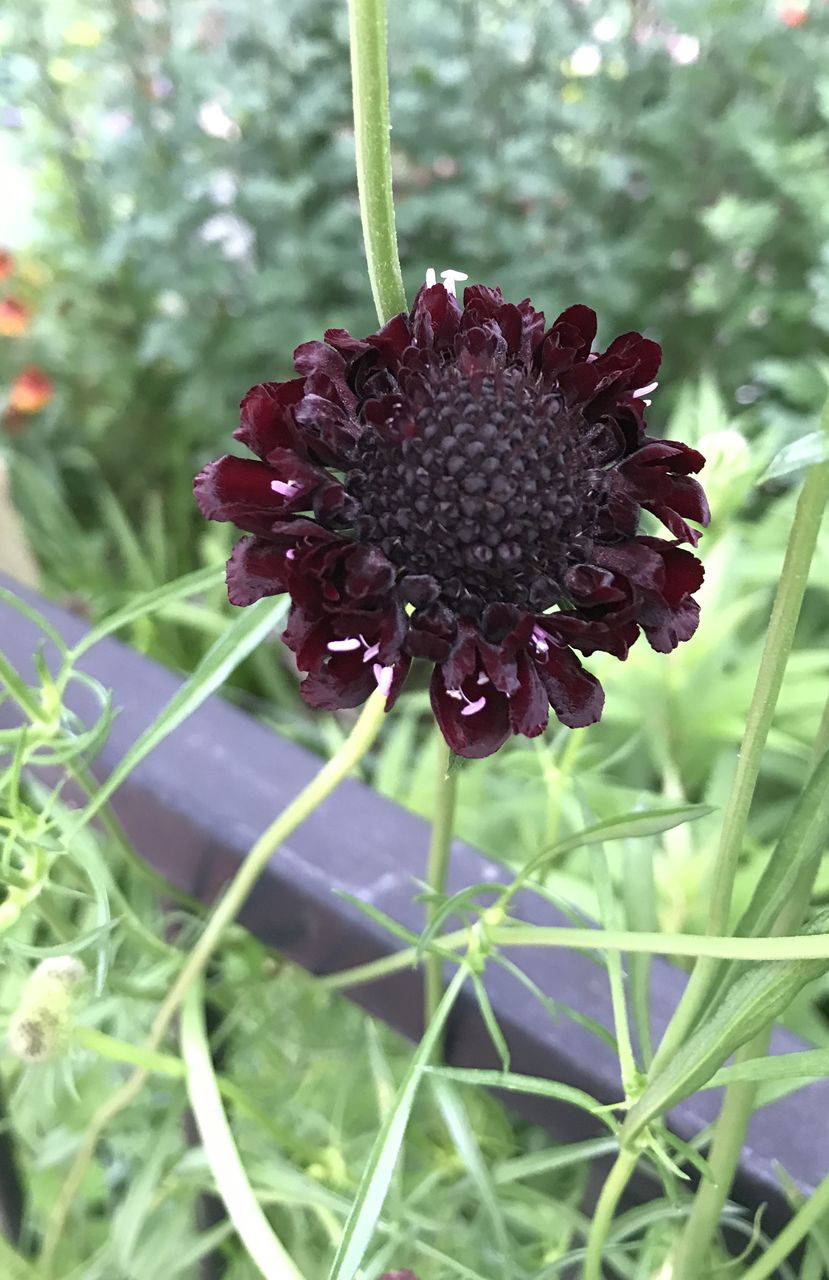 スカビオサ エースオブスペード 裏庭 切り花ガーデニング 目指せ 仏花の自家栽培 スカビオサ エースオブスペード 裏庭 切り花ガーデニング 目指せ 仏花の自家栽培