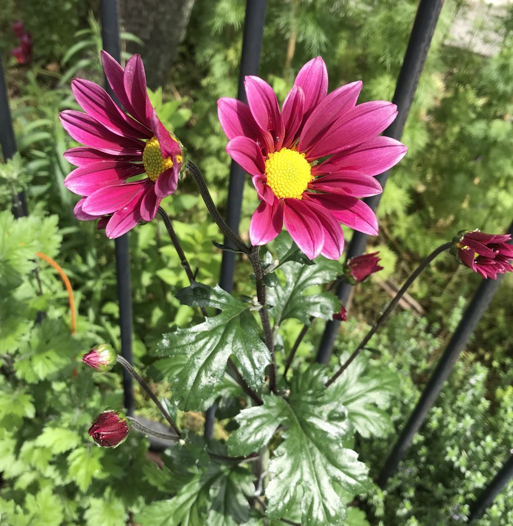 夏菊2 裏庭 切り花ガーデニング 目指せ 仏花の自家栽培