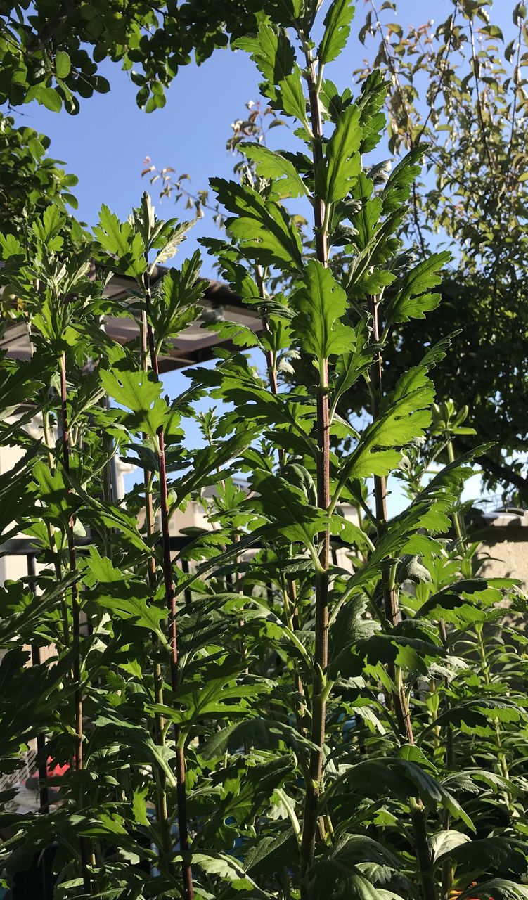 夏菊1 裏庭 切り花ガーデニング 目指せ 仏花の自家栽培