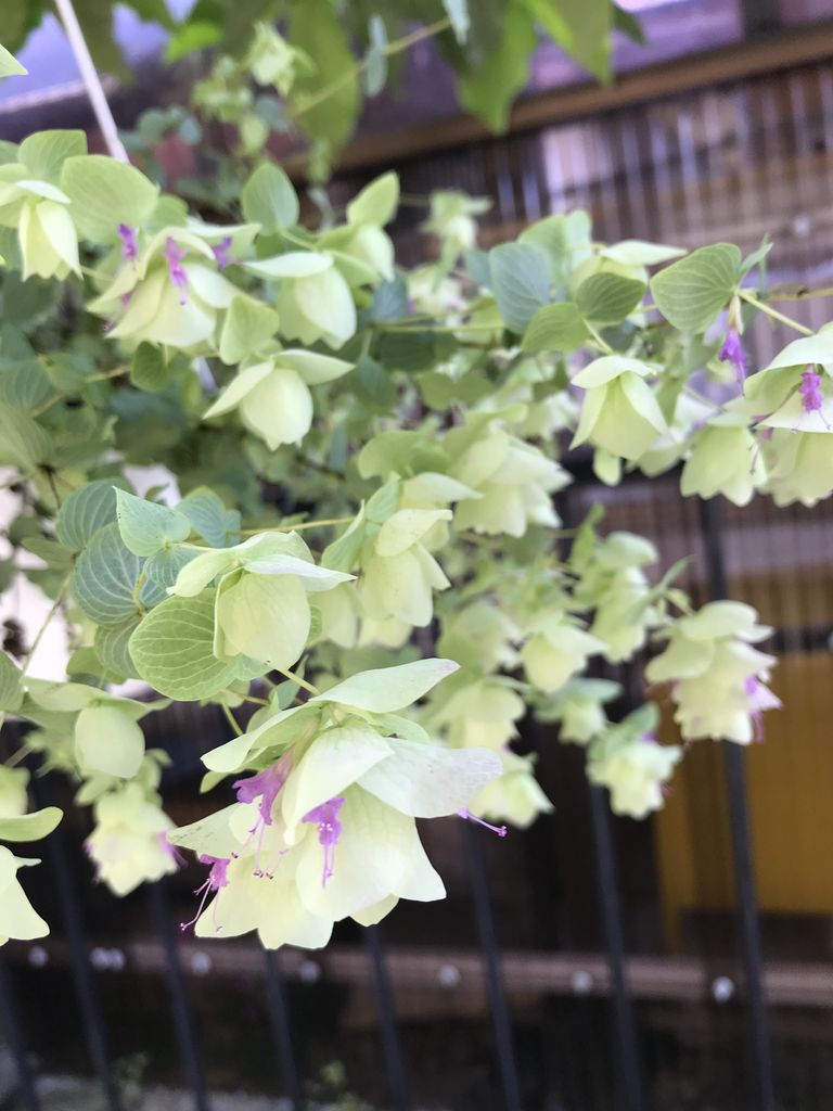 ブルーデージー オレガノ ケントビューティ 裏庭 切り花ガーデニング 目指せ 仏花の自家栽培