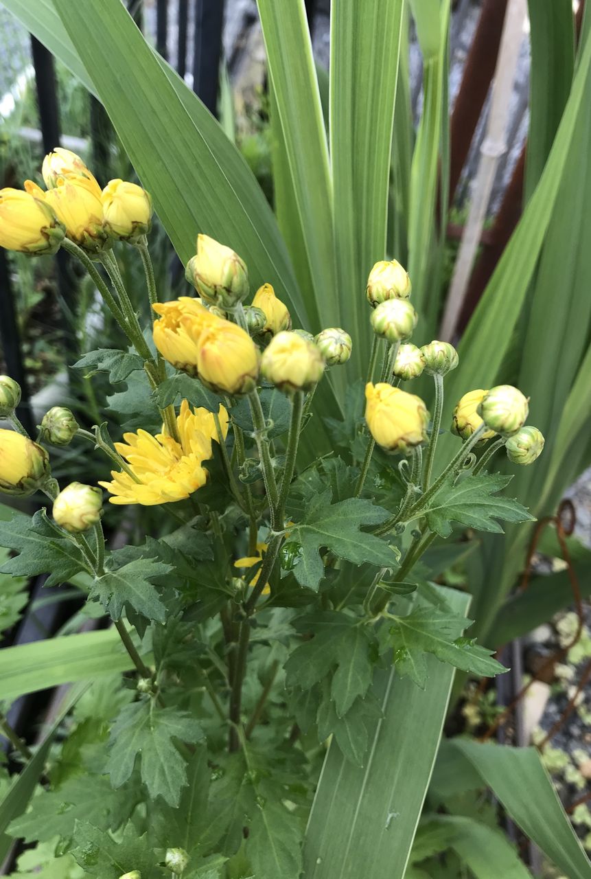 夏菊 裏庭 切り花ガーデニング 目指せ 仏花の自家栽培