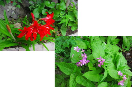 5-22アマリリスとカタバミ