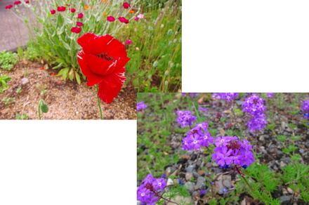 5-22ポピーとバーベナ