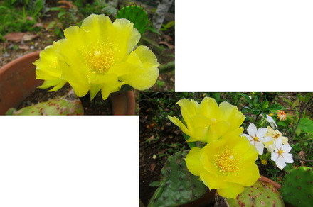 06-14サボテンの花