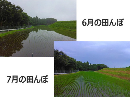 7月24日田んぼ