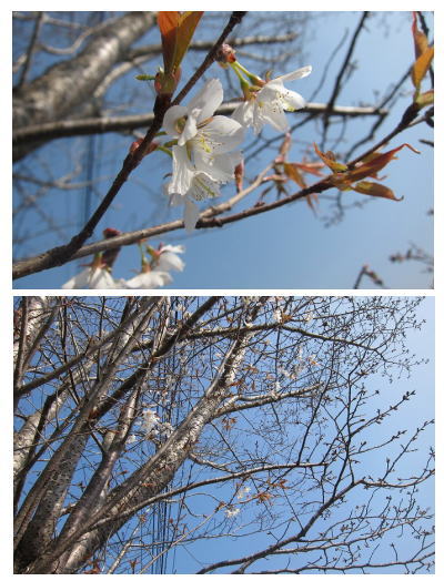 3-27山桜