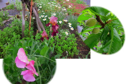 4-28ジャーマンアイリス・桃・スイートピー