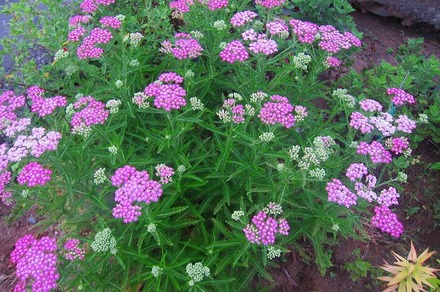 7.4ノコギリソウ