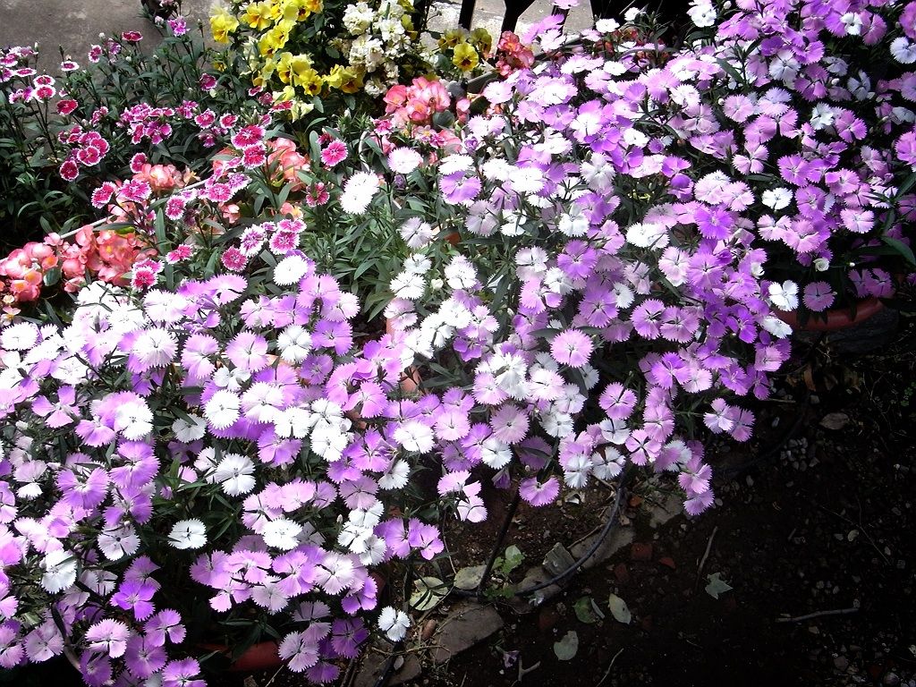 花のおもちゃ箱カテゴリ:なでしこなでしこ ベルフィーがたくさん咲いてきました 。なでしこ ベルフィー ブラッシュピンクが開花しました。なでしこ ベルフィー ブラッシュピンク
