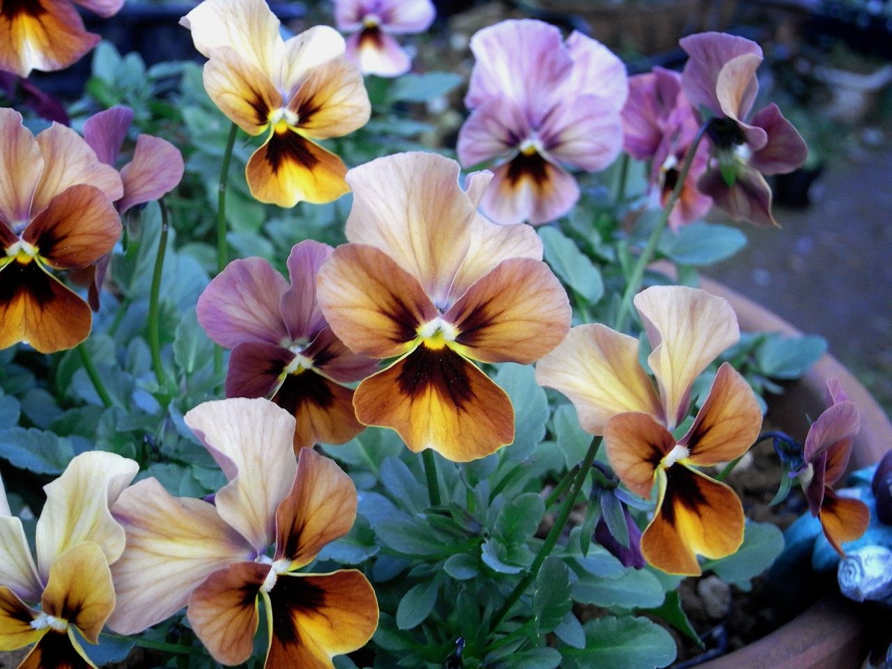 種まきビオラの開花 花のおもちゃ箱