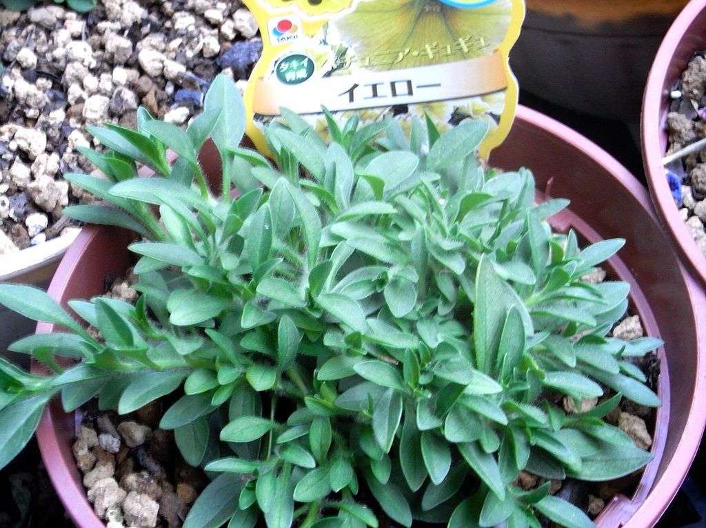 ペチュニア ギュギュを植えました 花のおもちゃ箱
