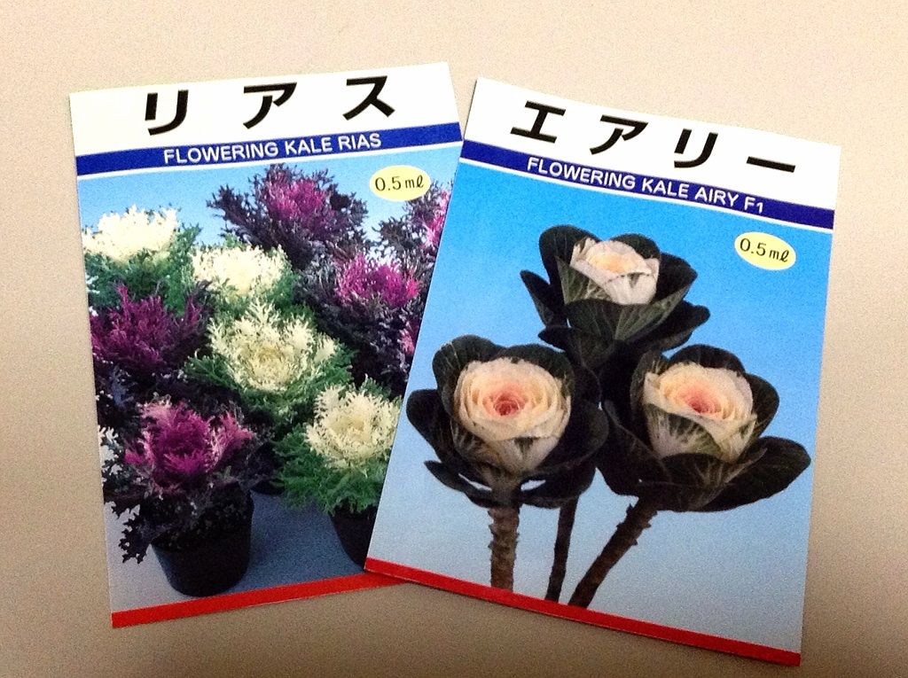 ミニ葉牡丹の種蒔き 花のおもちゃ箱