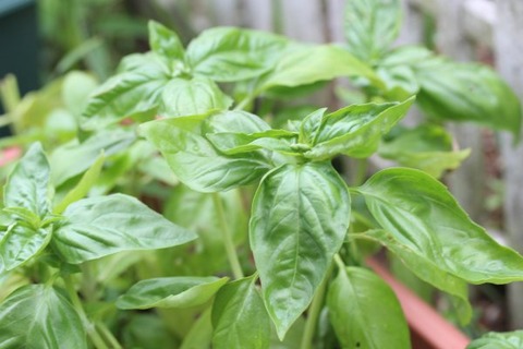 バジル 植物のある暮らし