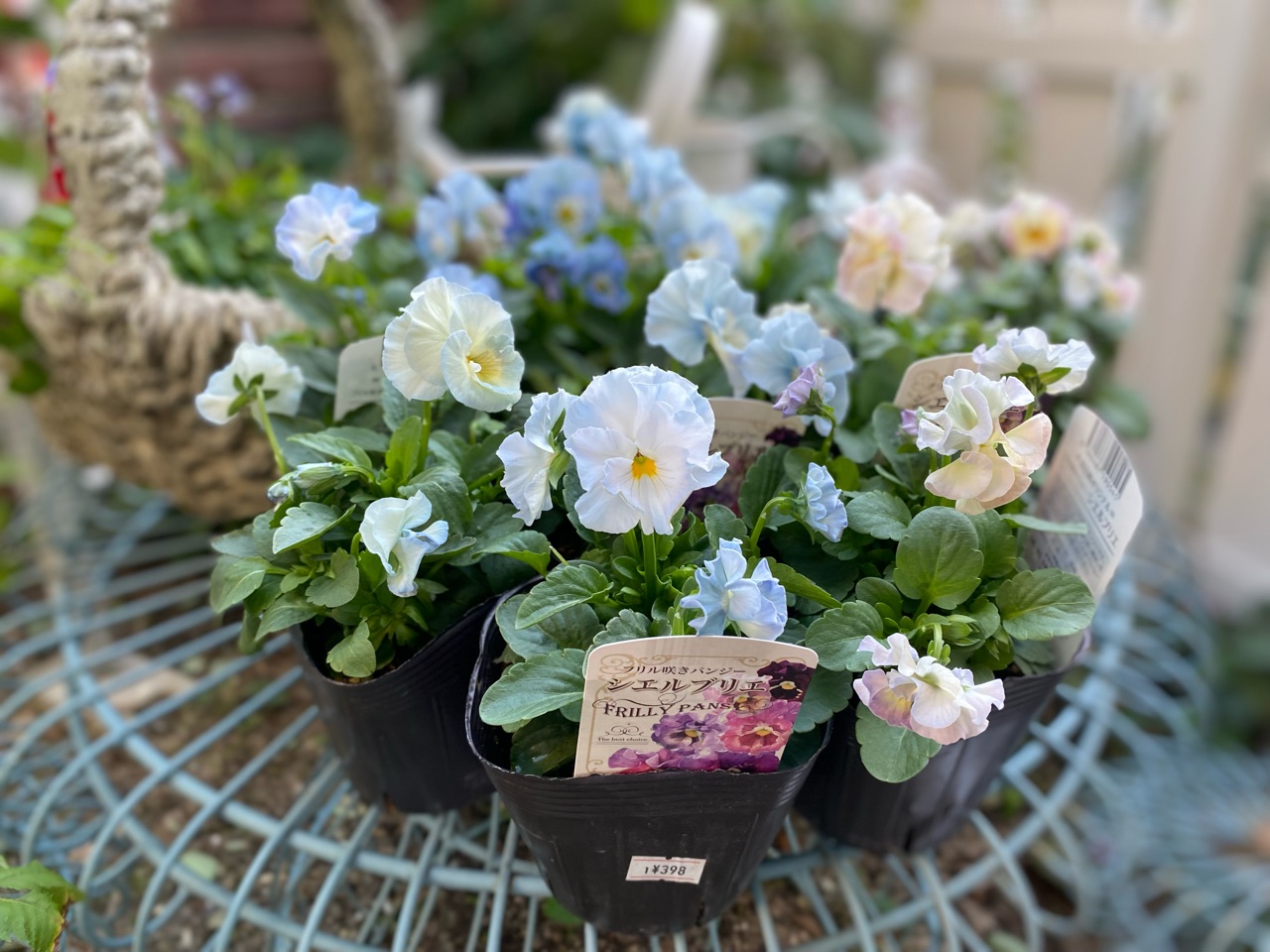 シエルブリエ21 Cielbriller シエルブリエ, original viola, #flowers