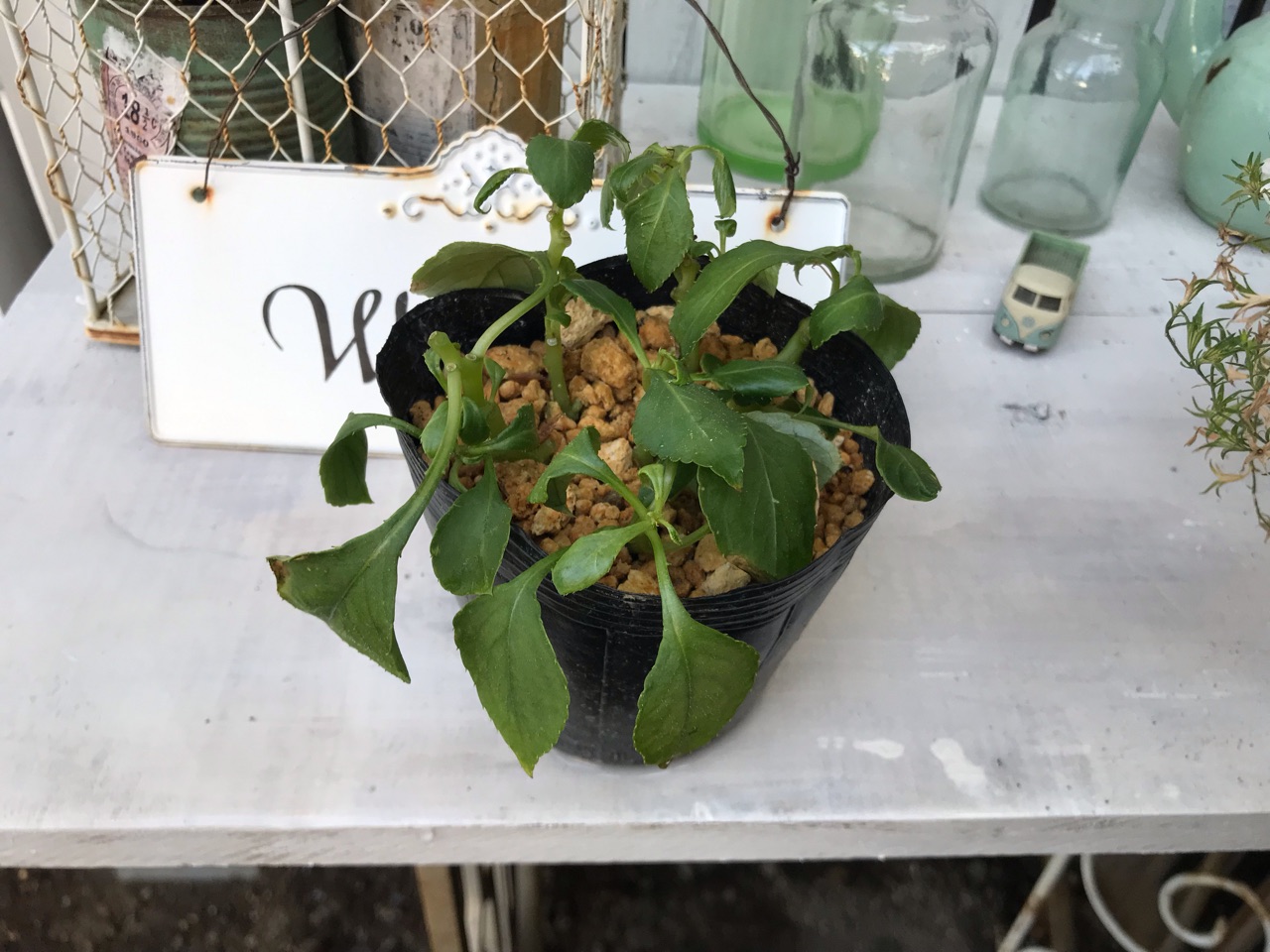 見切りのインパチェンス 切り戻して株を育てる 切り戻したら挿し芽 のばらのガーデニングブログ Hana And Rose Garden Powered By ライブドアブログ