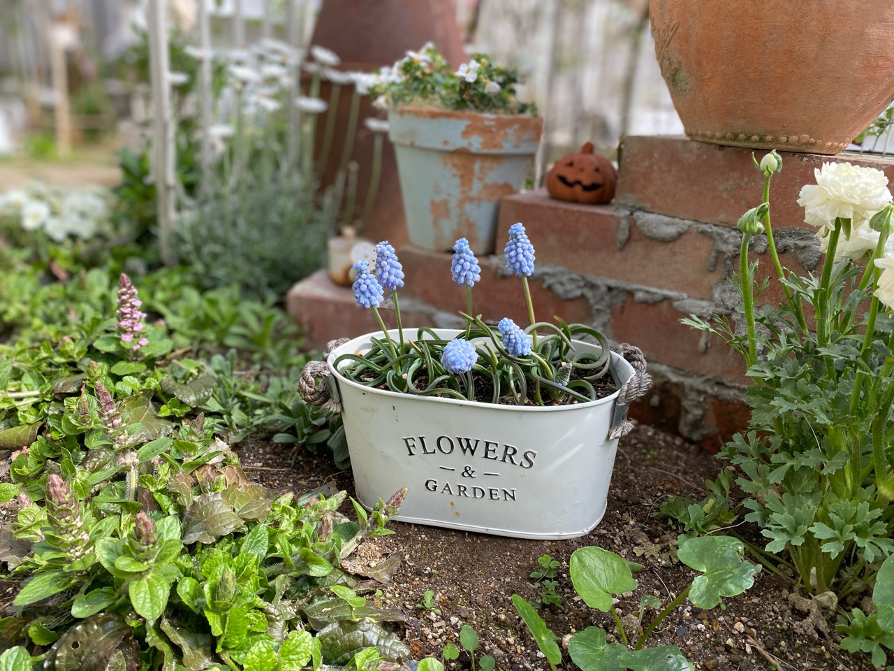 綺麗な青い花 フィレオフィラ モモイロタンポポが のばらのガーデニングブログ Hana And Rose Garden Powered By ライブドアブログ