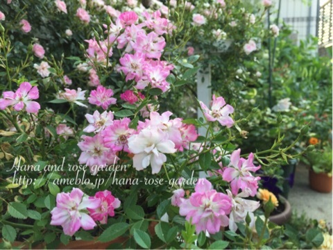 {37FBE075-F6F8-4AD8-A84D-8C7789F5FD36:01}