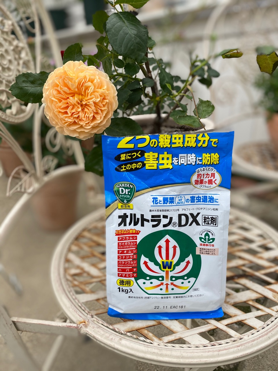 小庭のレイニーブルー 後悔する前にオルトラン のばらのガーデニングブログ Hana And Rose Garden Powered By ライブドアブログ 小庭のレイニーブルー 後悔する前にオルトラン のばらのガーデニングブログ Hana And Rose Garden Powered By ライブドアブログ
