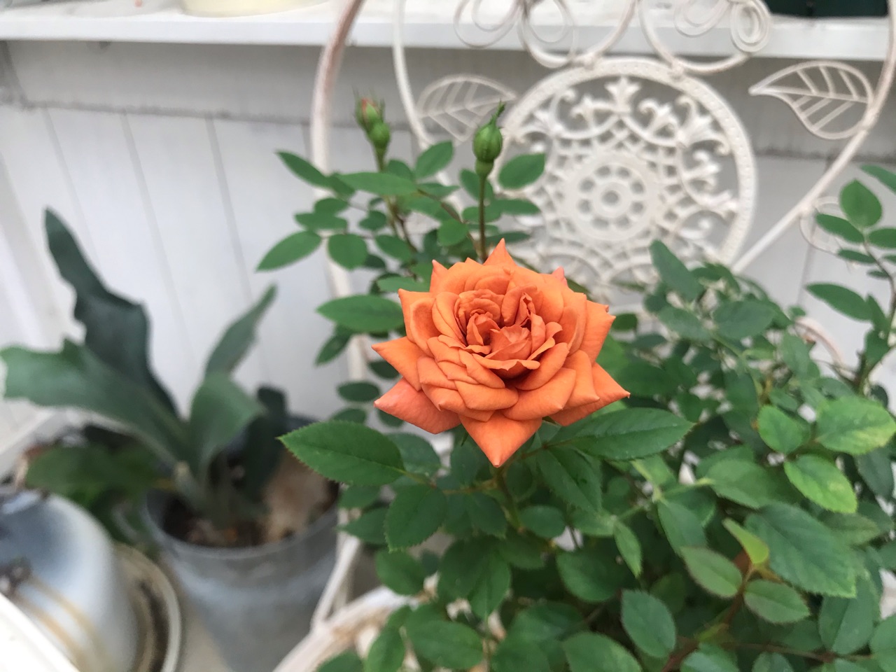 バラの葉 それ本当に病気 薬害や肥料焼けかも ﾛ ﾉ ﾉ のばらのガーデニングブログ Hana And Rose Garden Powered By ライブドアブログ