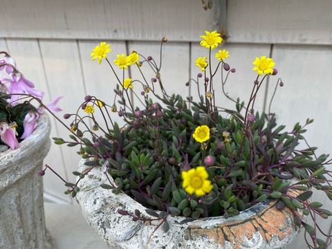 ルビーネックレス グリーンネックレスのお花がいっぱい咲いてます のばらのガーデニングブログ Hana And Rose Garden Powered By ライブドアブログ