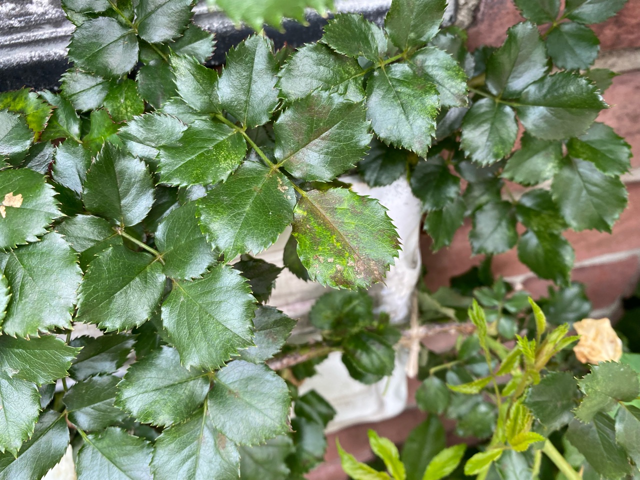 バラ 一旦リセット病害虫を見つけ対応した薬を施す 静かに咲かせる時 のばらのガーデニングブログ Hana And Rose Garden Powered By ライブドアブログ