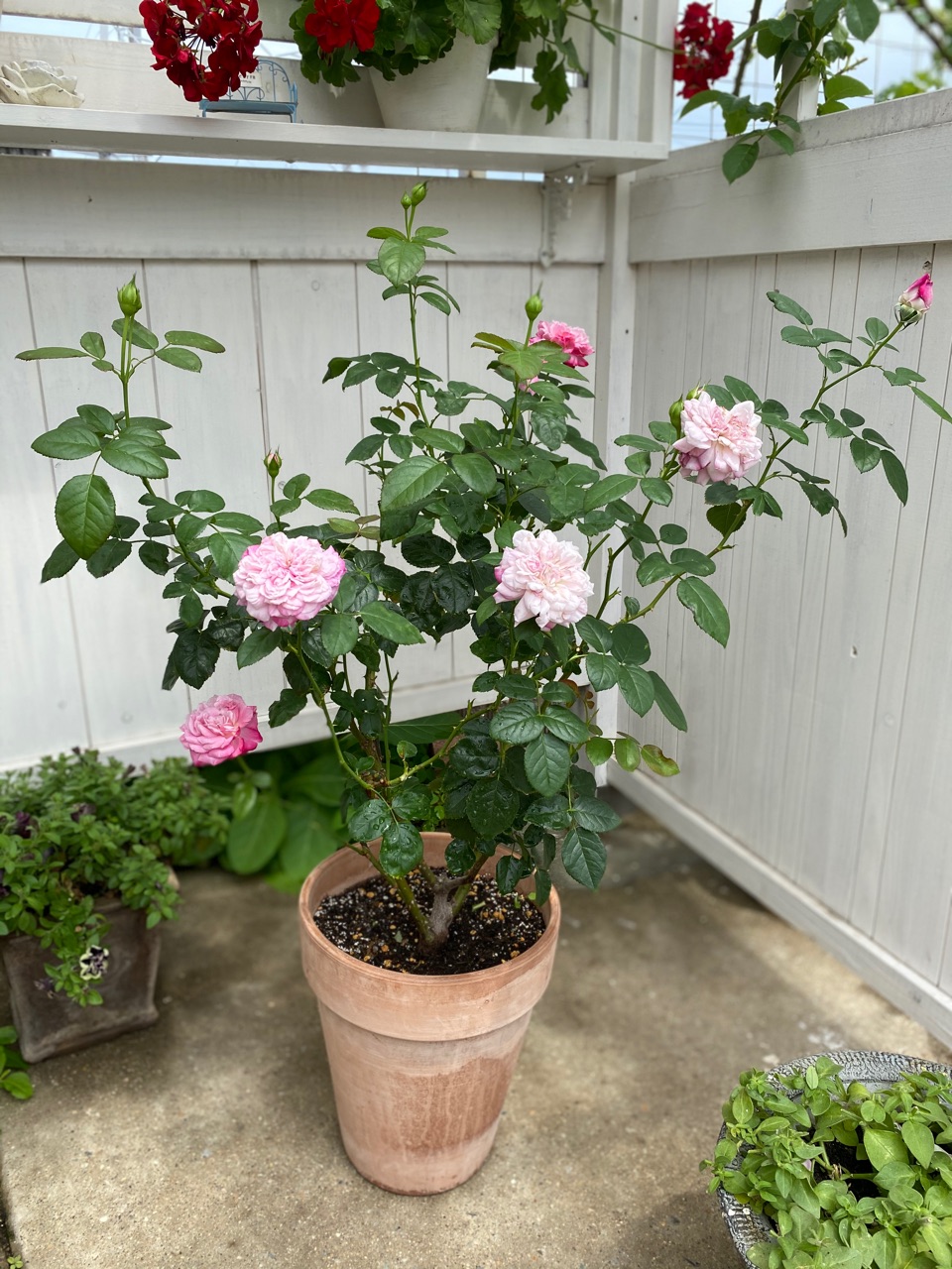パリスとポツリポツリと今日のバラ のばらのガーデニングブログ Hana And Rose Garden Powered By ライブドアブログ