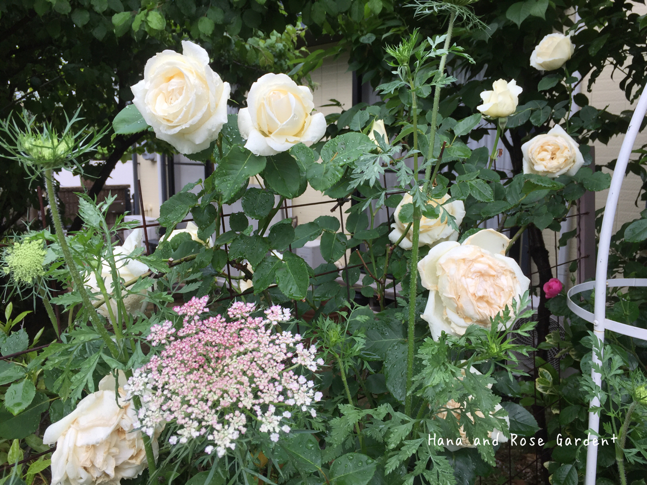 雨に濡れたバラ かすみ草 ﾟ ﾟ のばらのガーデニングブログ Hana And Rose Garden Powered By ライブドアブログ
