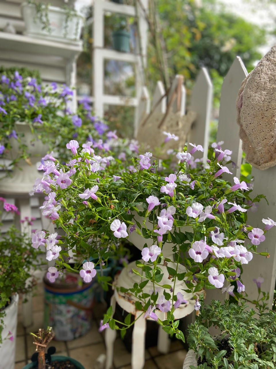 訂正あり 芽接ぎしたバラ台木を切って鉢増ししました : のばらの